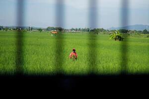 Farmers are currently tending to paddy rice in the expansive fields with mountains in the background photo