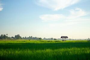 Landscape of paddy fields with a simple hut in the middle of the fields photo