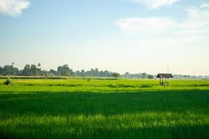 Landscape of paddy fields with a simple hut in the middle of the fields photo