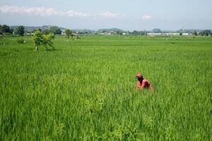 Farmers are currently tending to paddy rice in the expansive fields with mountains in the background photo