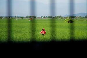 Farmers are currently tending to paddy rice in the expansive fields with mountains in the background photo