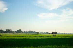 Landscape of paddy fields with a simple hut in the middle of the fields photo