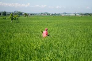 Farmers are currently tending to paddy rice in the expansive fields with mountains in the background photo