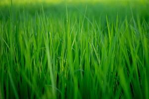 un cerca arriba foto de Fresco y vibrante verde arroz plantas