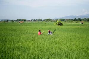 Farmers are currently tending to paddy rice in the expansive fields with mountains in the background photo