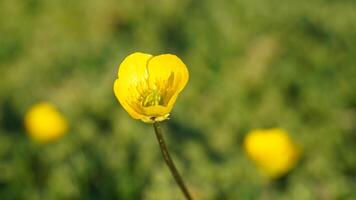 ranúnculo repens flor foto