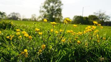 Creeping buttercup flower field photo