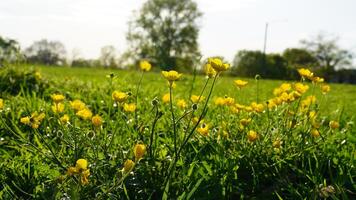 progresivo botón de oro flor campo foto