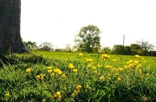 Blooming Spring Flower under tree photo