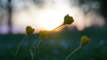 Blooming Spring Flower with Sunset photo