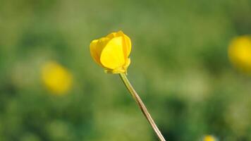 Blooming Spring Flower photo