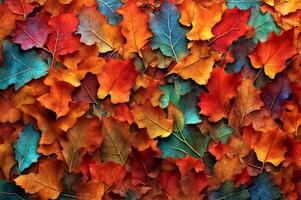 Colorful autumn leaves photo