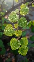 Glistening dew on fresh green leaves photo
