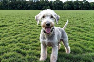 smiling dog outdoor field happy photo