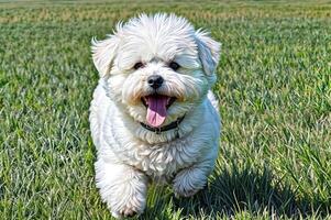 sonriente perro al aire libre campo contento foto