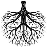 Human Blood Vessels Art Anatomy for Medical Education vector