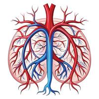 Human Blood Vessels Art Anatomy for Medical Education vector