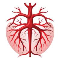 humano sangre vasos Arte anatomía para médico educación vector