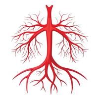 Human Blood Vessels Art Anatomy for Medical Education vector