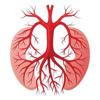 Human Blood Vessels Art Anatomy for Medical Education vector