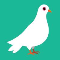 A white pigeon is standing on a turquoise background vector