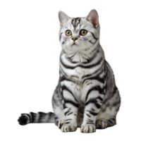 portraits of American Shorthair cat png