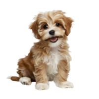 portraits of Beautiful happy reddish havanese puppy dog png