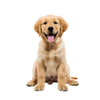 porträtt av skön Lycklig gyllene retriever valp hund png