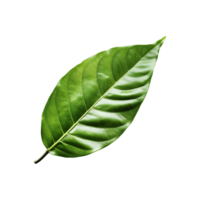 Green leaves isolated on transparent background png