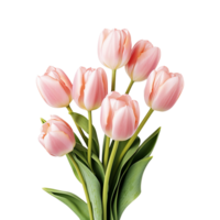 pink tulip isolated on transparent background png