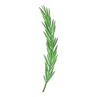 Fresh rosemary herb isolated on white vector