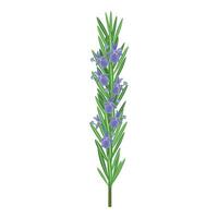 Vibrant rosemary sprig with blossoms vector