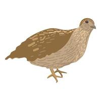 Illustration of a brown quail vector