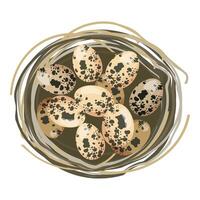 Digital illustration of spotted quail eggs resting in a straw nest vector