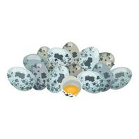 Quail eggs nest with one broken egg vector