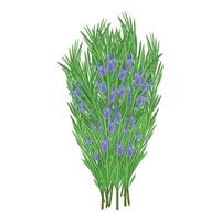 Bouquet of lavender flowers and rosemary sprigs vector