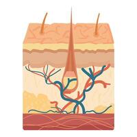 Soil layers diagram with plant roots vector