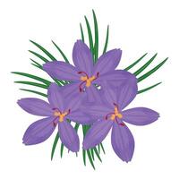 Vibrant illustration of purple crocus flowers with green leaves vector