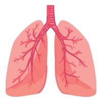 Human respiratory system anatomy illustration vector