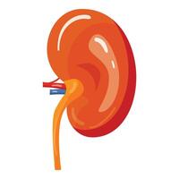 Detailed illustration of a human kidney with visible arteries and ureter vector