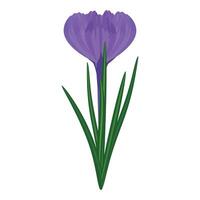 Digital illustration of a blooming purple crocus with lush green leaves on white background vector