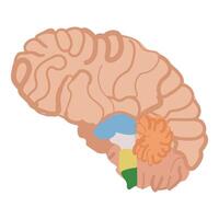 humano cerebro ilustración con codificado por colores regiones vector