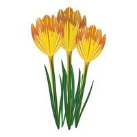 Digital art of three bright yellow tulips with touches of orange, isolated on white background vector