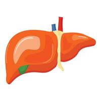 graphic of a human liver showing the hepatic structure and vessels vector