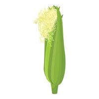 Fresh whole corn ear illustration vector