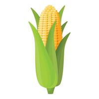 image of a ripe corn cob with vibrant green leaves on a white background vector