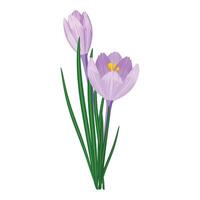 Digital illustration of purple crocus flowers with green leaves on a white background vector