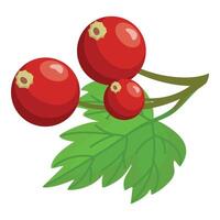 Fresh red cranberries on a branch with leaves vector