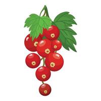 Fresh redcurrant cluster with leaves illustration vector