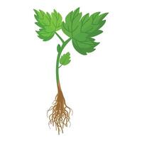 Young plant with roots illustration vector